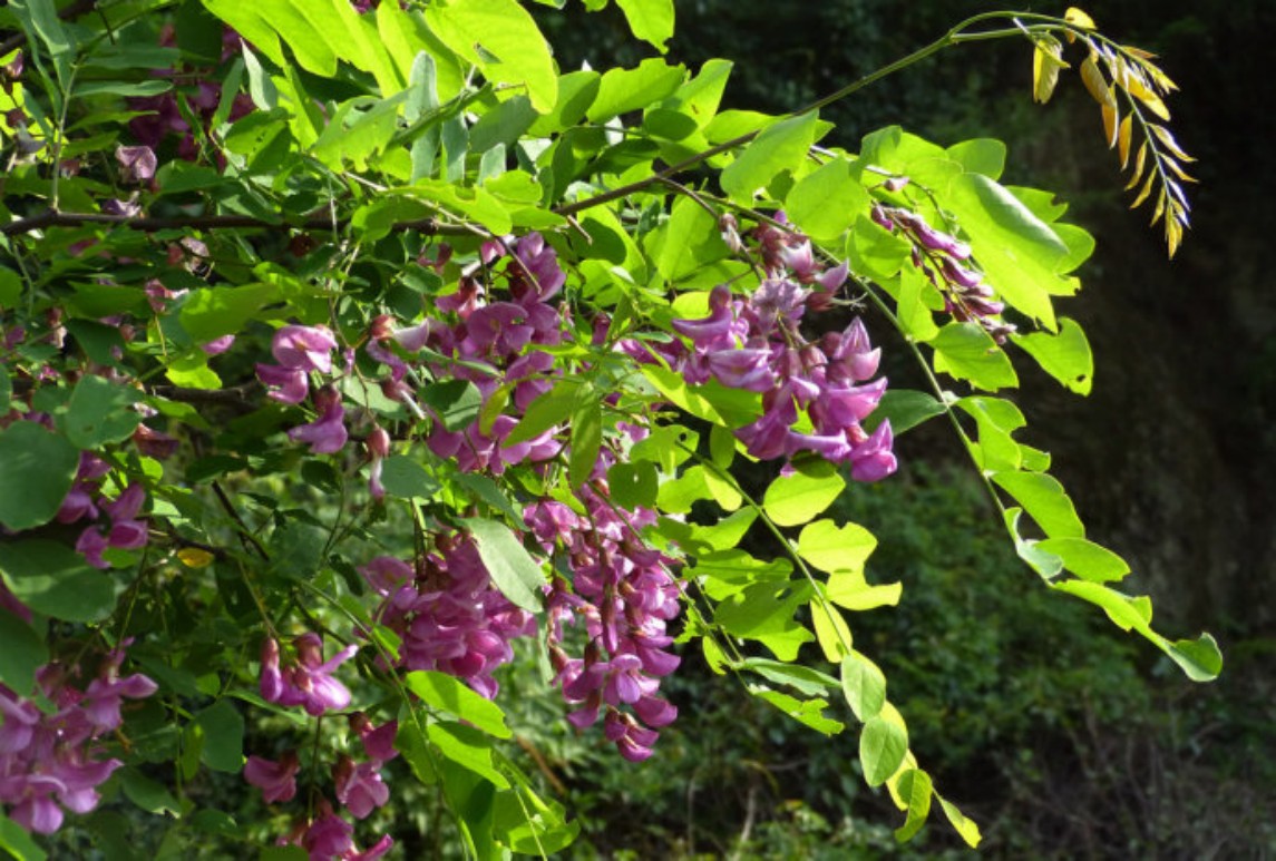 紫穗槐-Amorpha fruticosa L.