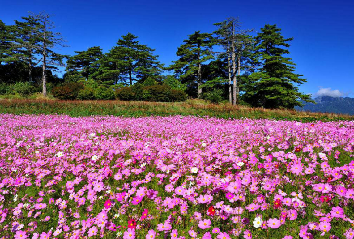 波斯菊花海