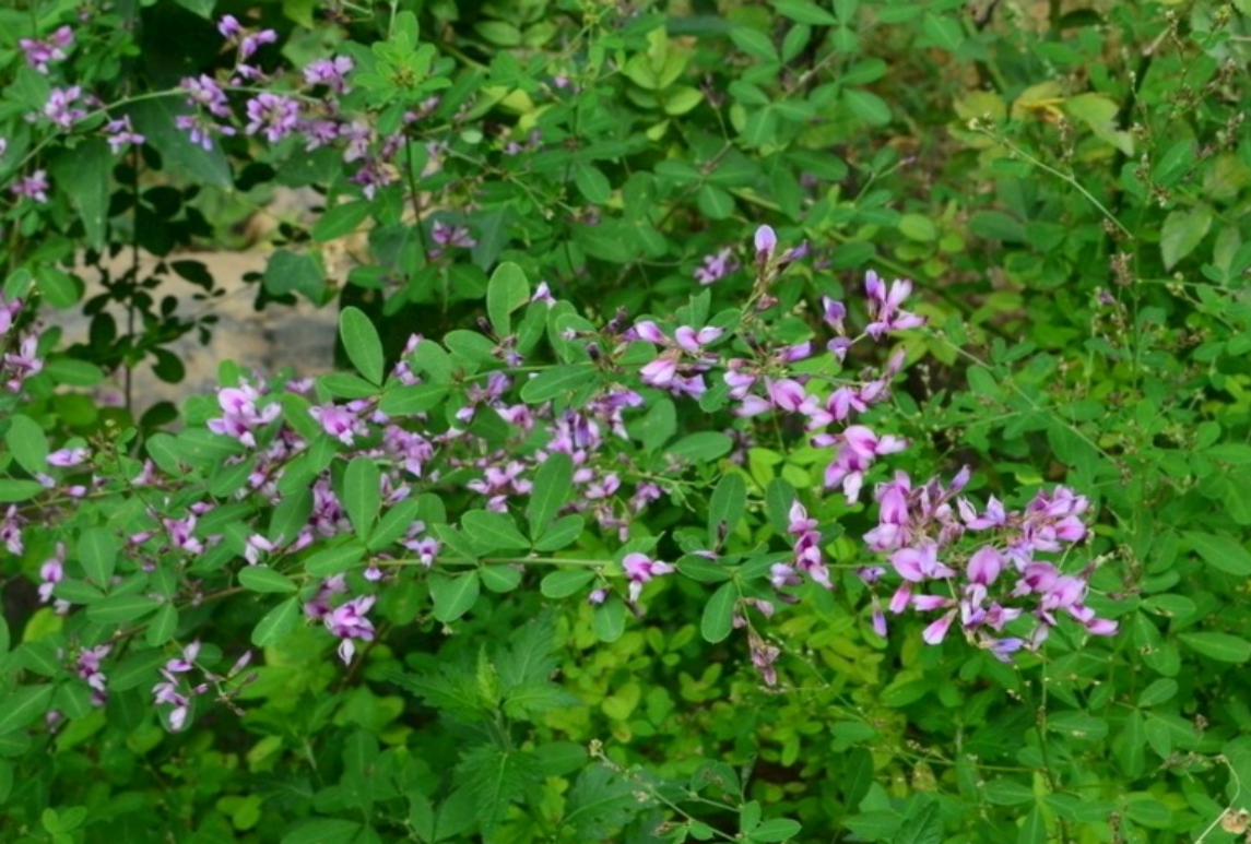 二色胡枝子-Lespedeza bicolor Turcz.