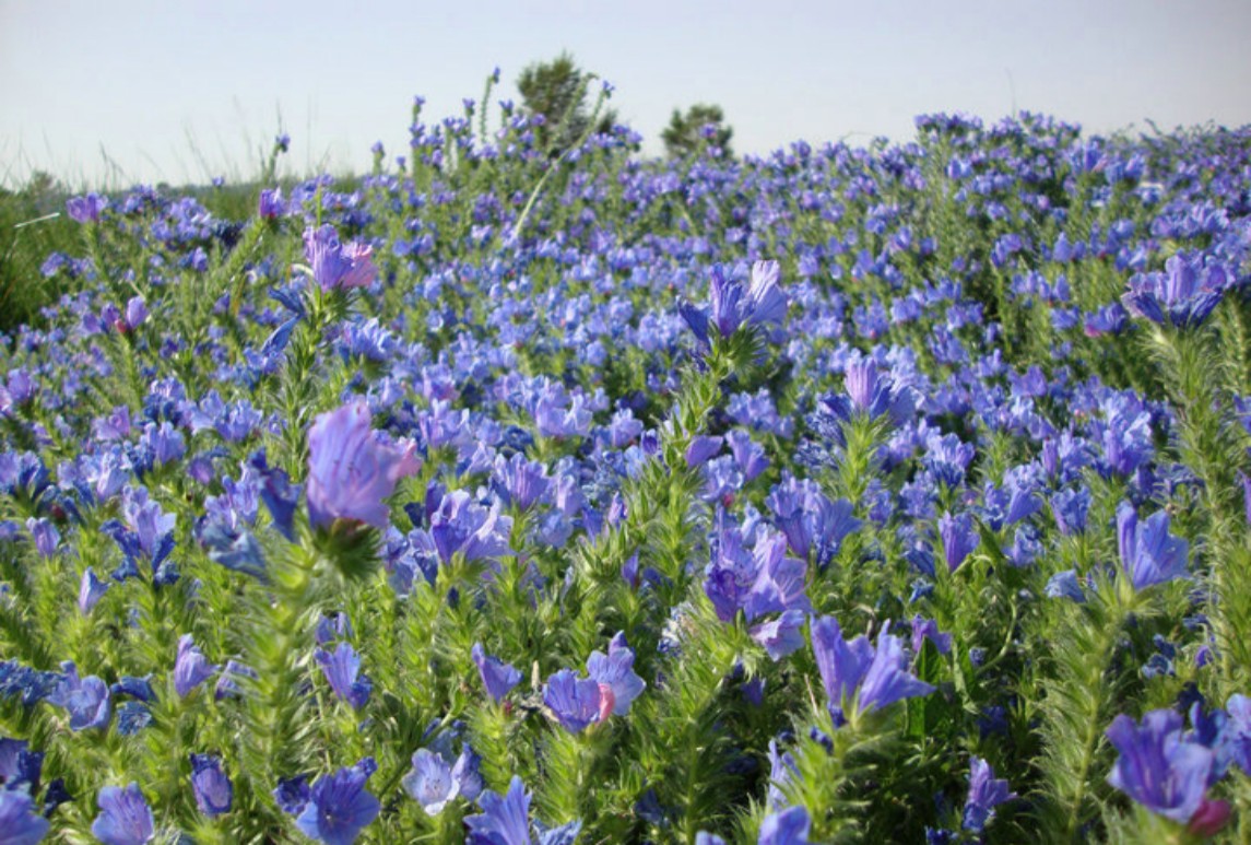 藍(lán)薊