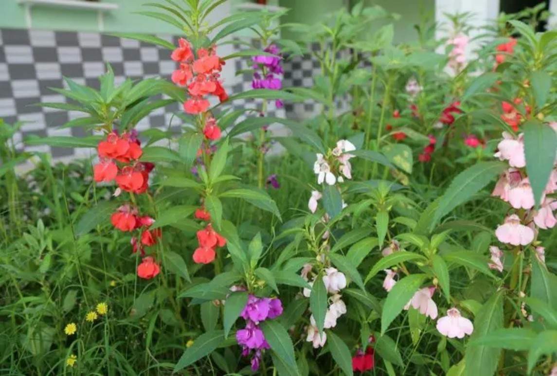 鳳仙花